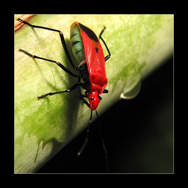Red Bug Pictures